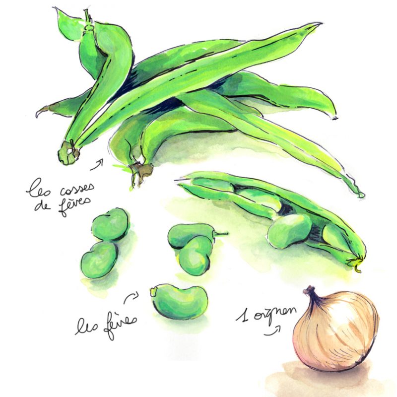 CT_cosse + oignon illustration de cosses de fèves, fèves et oignon réalisée par Paludana
